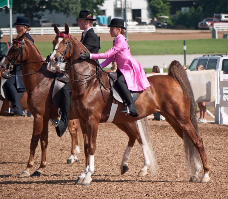 American Saddlebred (flickr