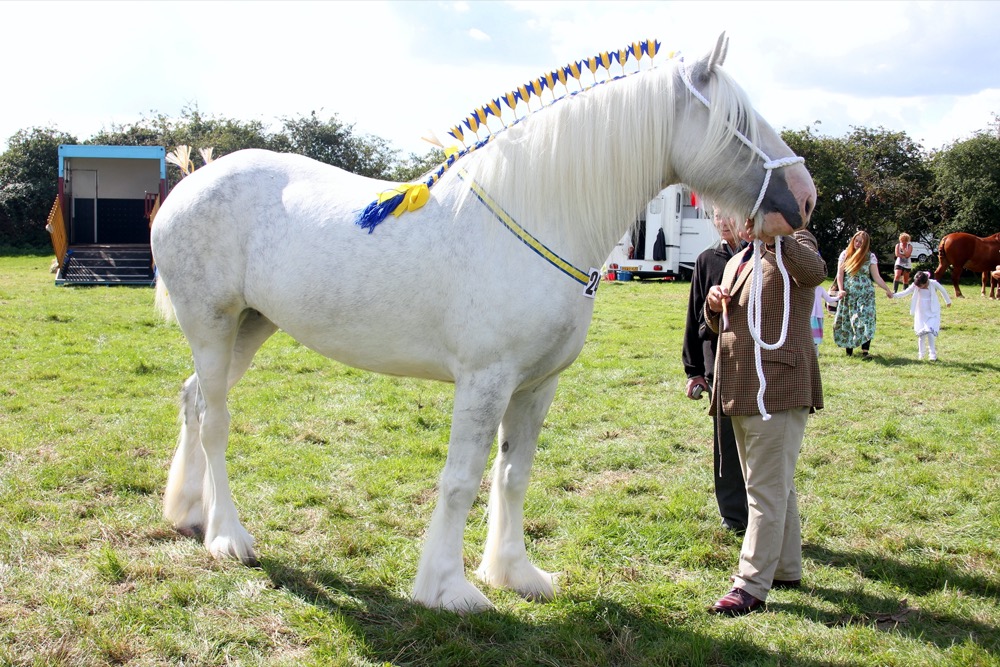 Shire Horse (flickr