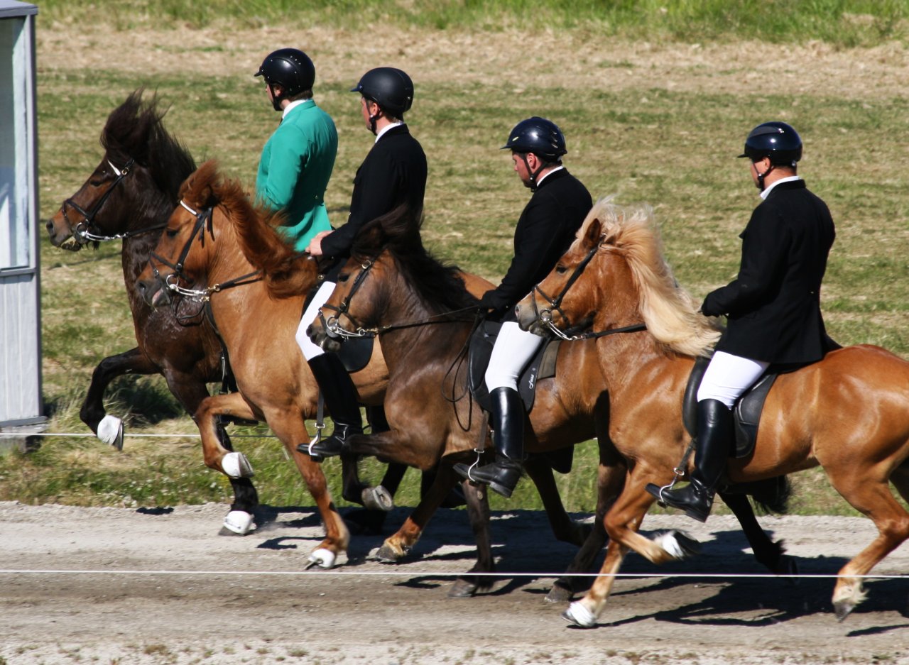 Icelandic Horses (flickr