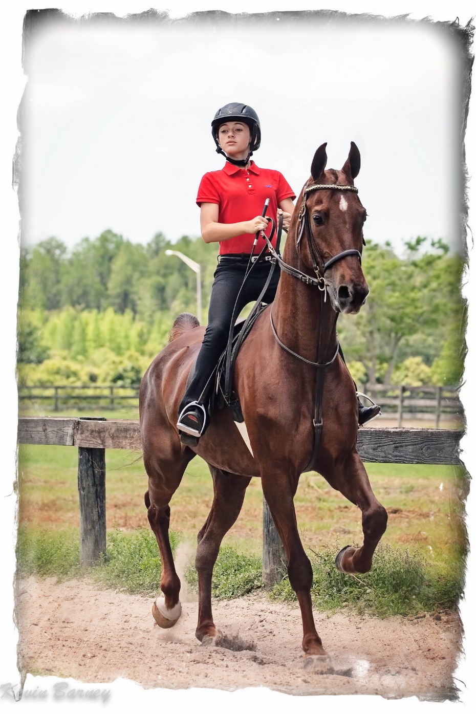 American Saddlebred (flickr (7)