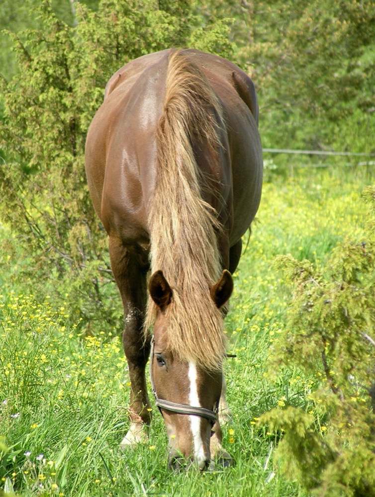 Finnhorse (flickr