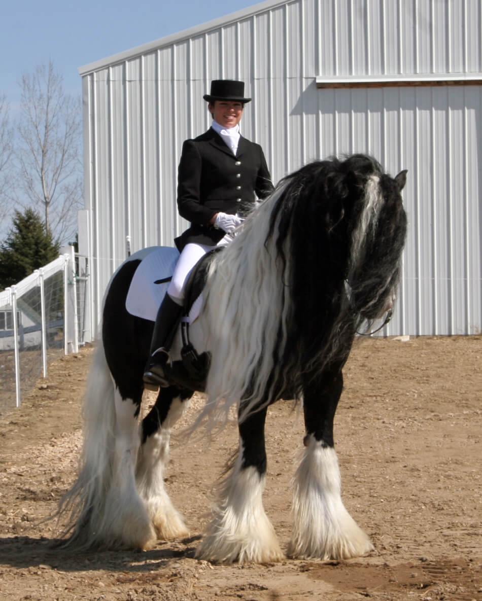 gypsy-horse-stersarah (lakeridgegypsy