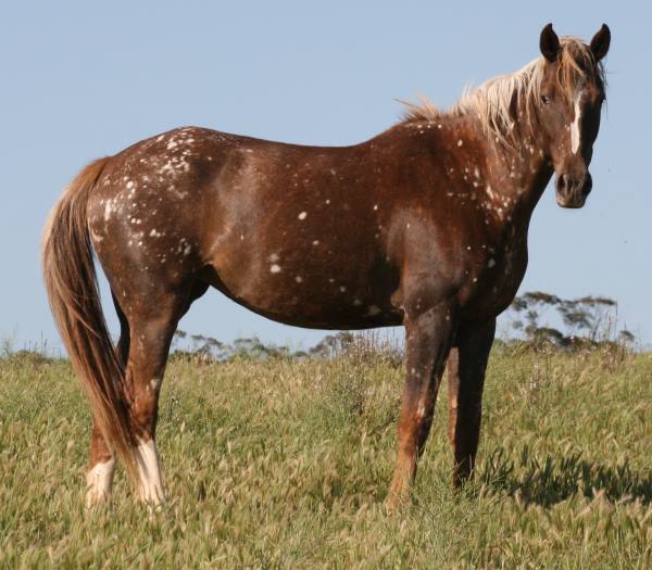 Birdcather Horse (vichorse