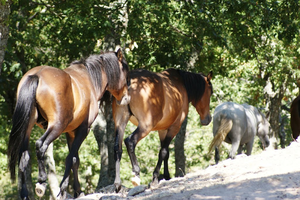 Rodopi horses, Greece (greece