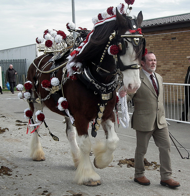 Shire Horse (horsealicious