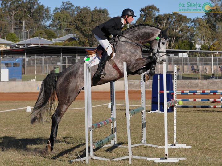 Australian Warmblood Horse Association (AWHA) (facebook