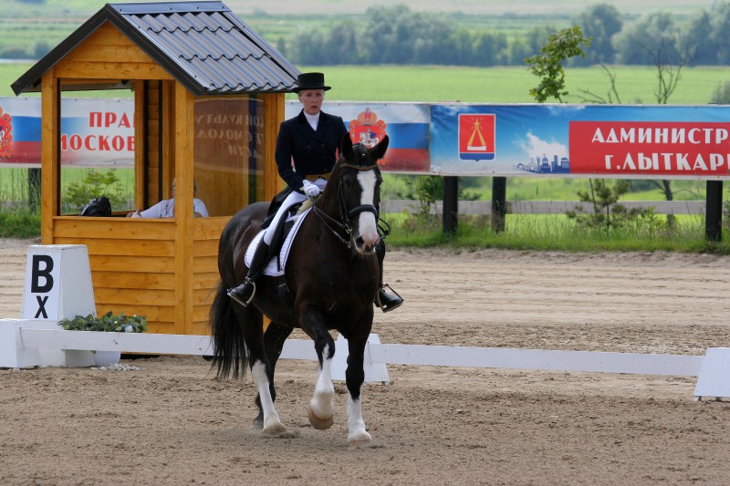 Владимирский тяжеловоз (equestrian (4)