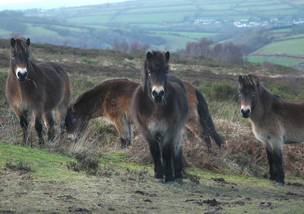 exmoor-ponies