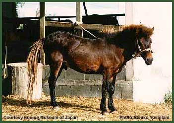 Miyako-Horse (hevosmaailma