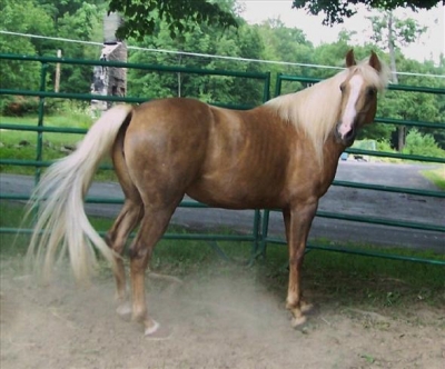 Albanian-horse (equigaia