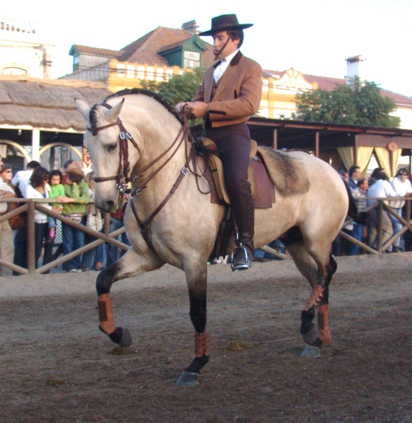 Lusitano1