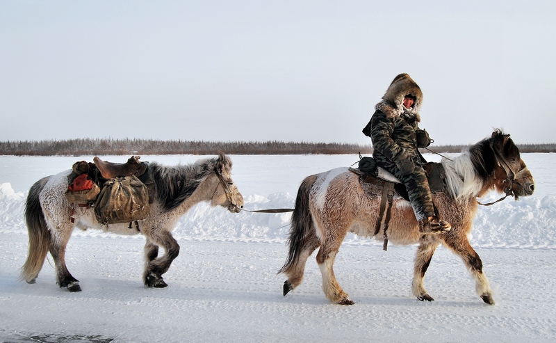 Yakut Atı (i