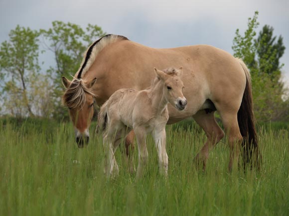 Fjord horse (breyerhorses