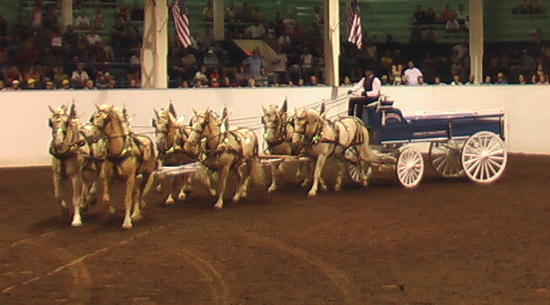 American Cream Draft Horse (creamacres