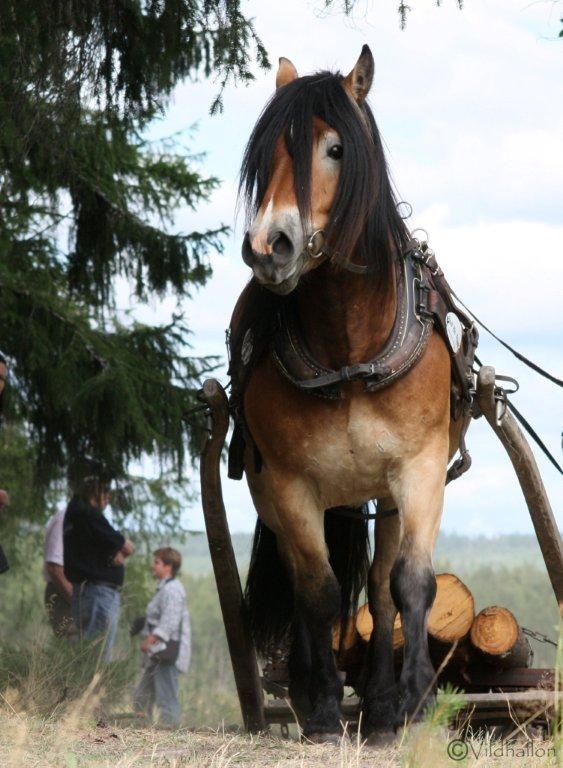 North Swedish Horse (nordsvensken