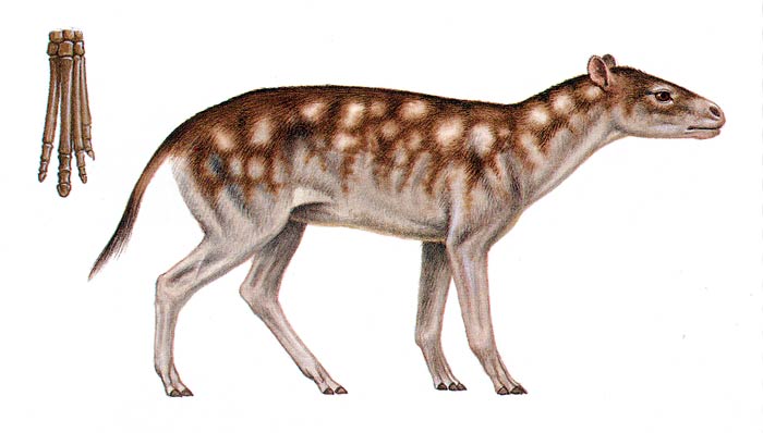 eohippus (kohuku