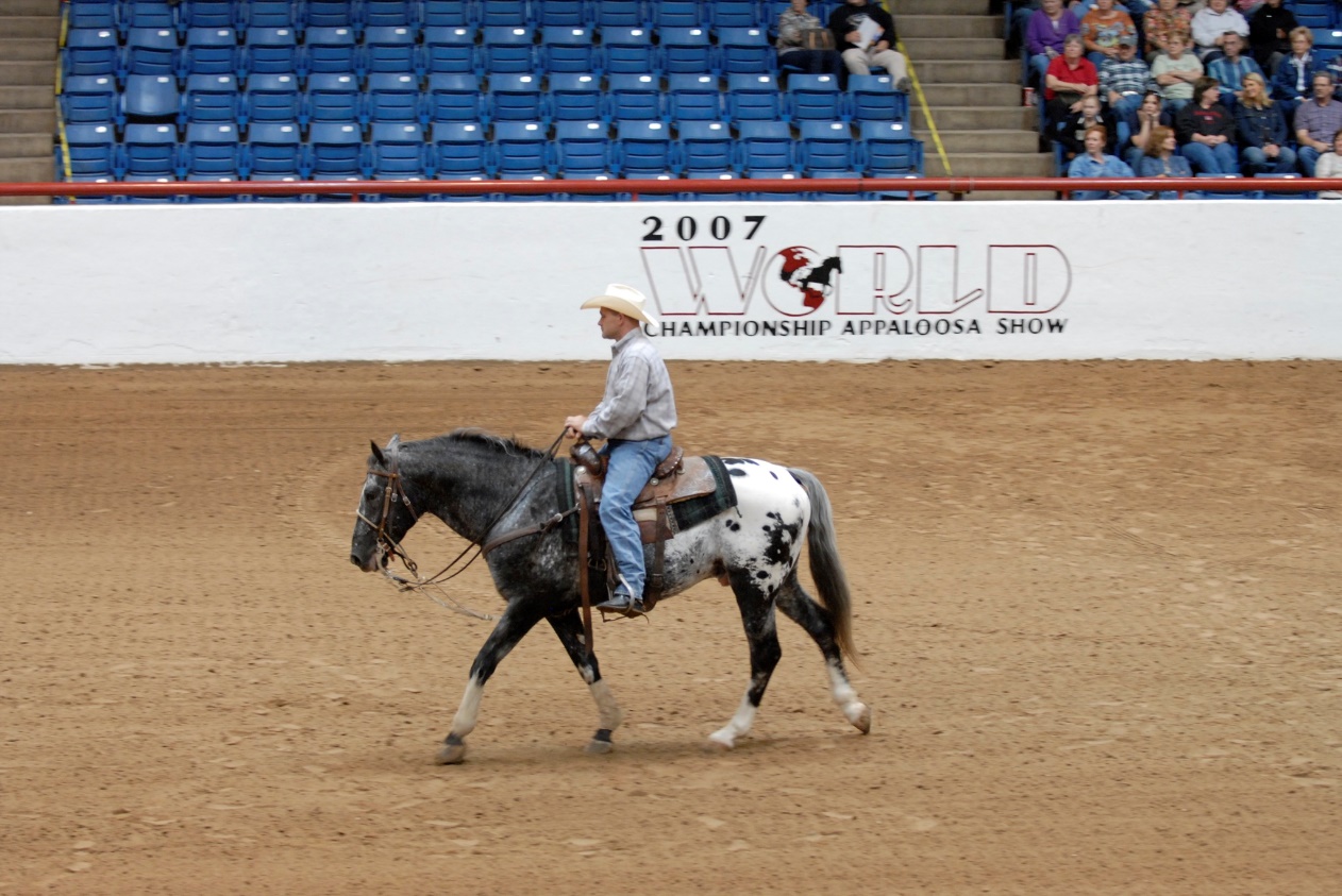 Appaloosa Horse (flickr