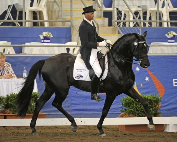 Australian Warmblood Horse (horsezone