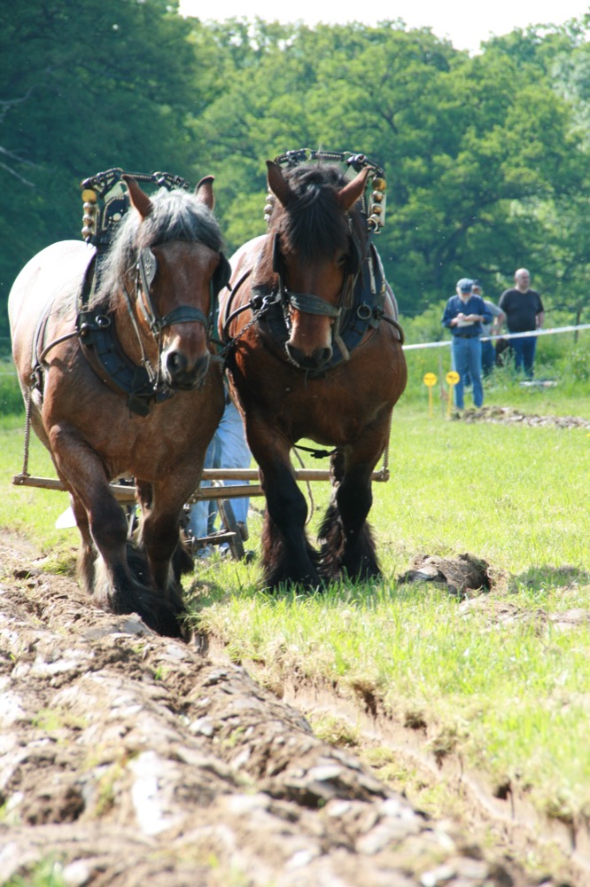 Brabant horses (flickr