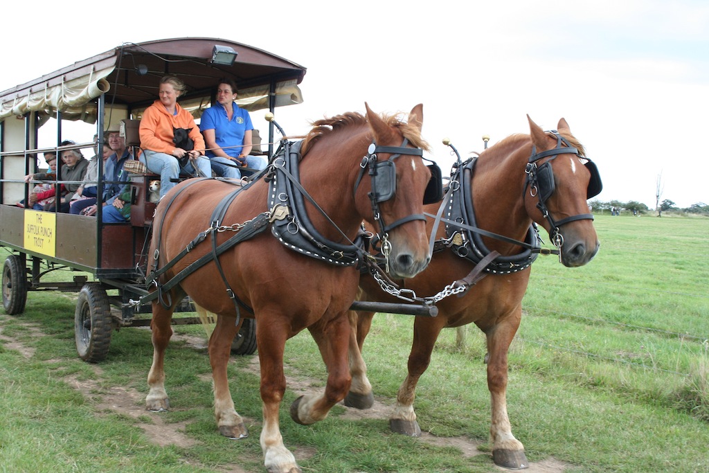 Suffolk Punch (flickr