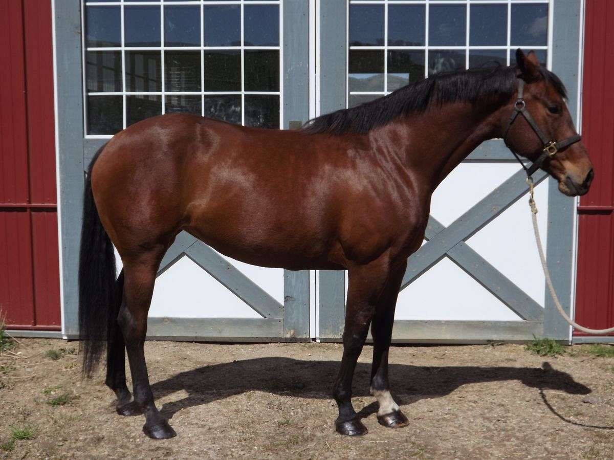 https://img.equinenow.com/slir/w1200/equine/data/photos/1200285/1522420871/small-strip-left-foreleg-pastern-with-spots-on-coronet-horse.jpg