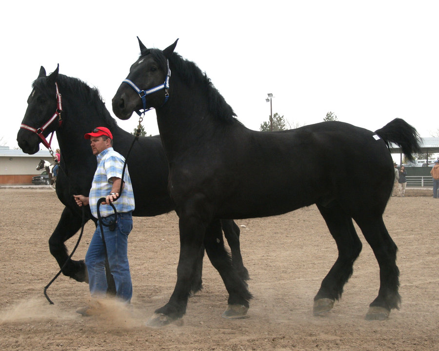 Percheron (personal