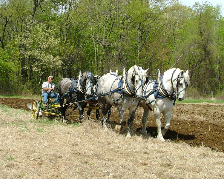 Percheron (percheronhorses