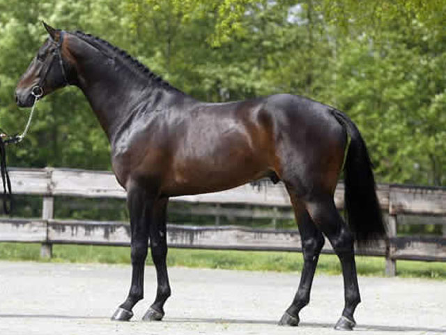 Dutch-warmblood (horsebreedslist