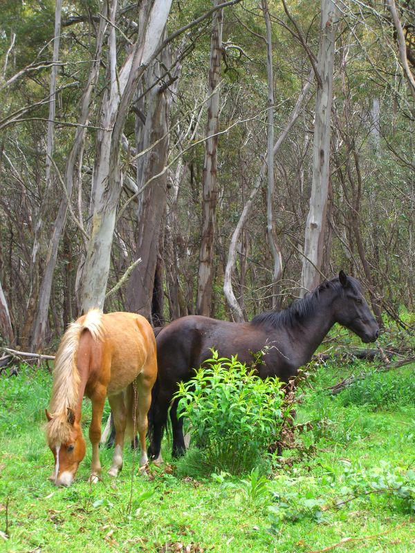 Brumby Horse (flickr