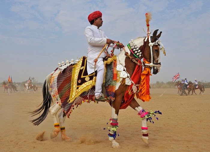 Marwari (wildlifeandwildplaces