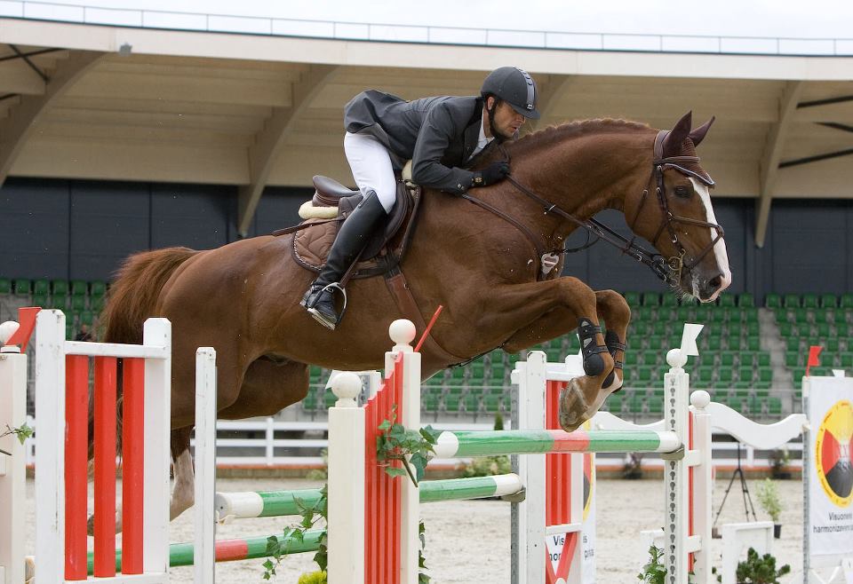 Latvian horse (latviandreamhorses