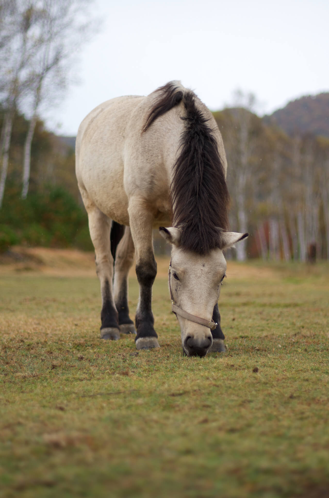 Kiso Horse (flickr