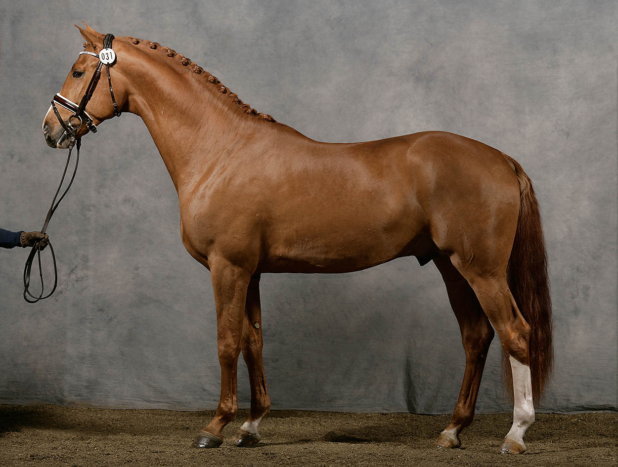 Swedish Warmblood - SWB, Damino SD (online