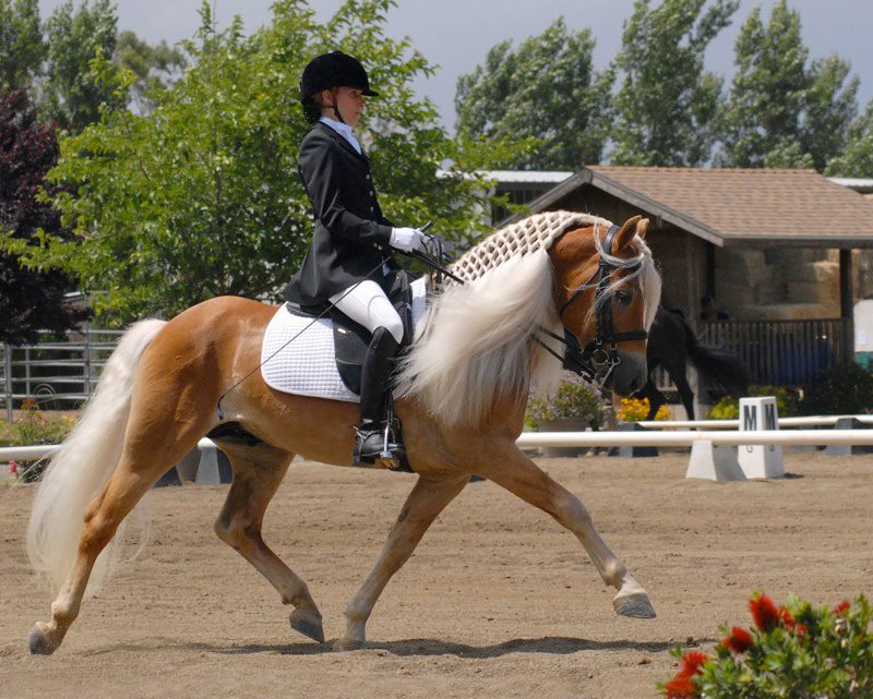 Haflinger (haflingerhorses