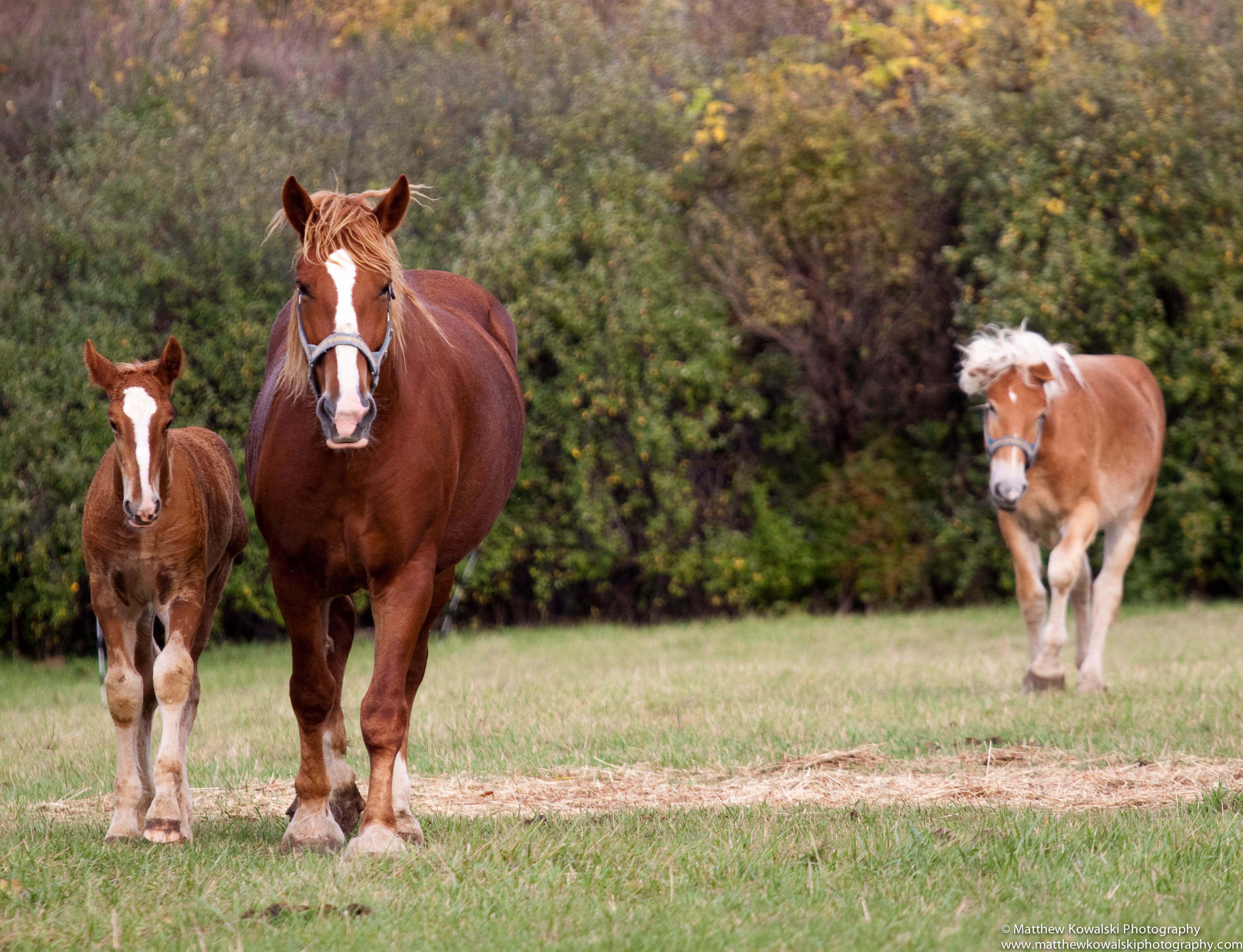 Belgian Draft Horse (flickr