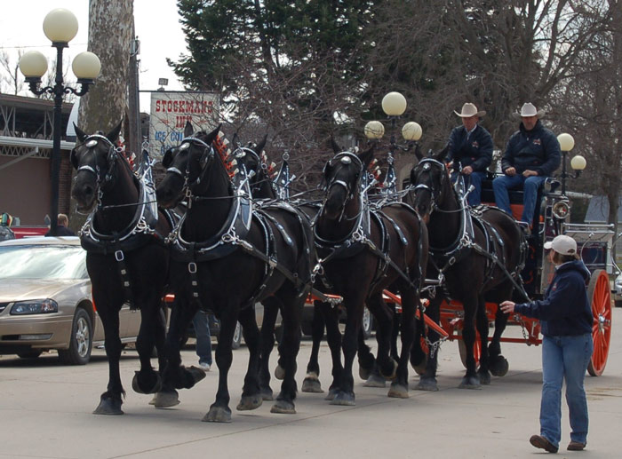 Percheron-horse-team-(knrarabians