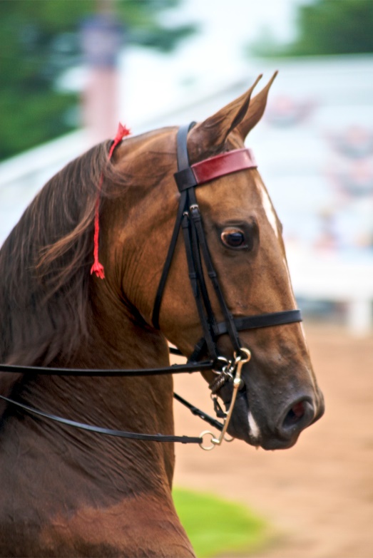 American Saddlebred (flickr