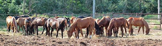 Budyonnıy (konidona