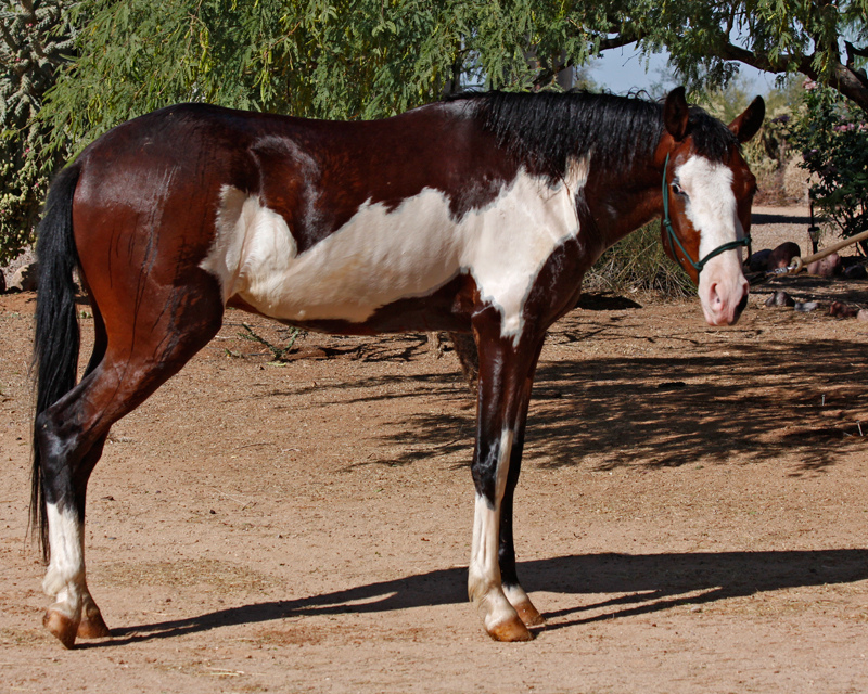 Frame Overo - Colonial Spanish horse (flickr