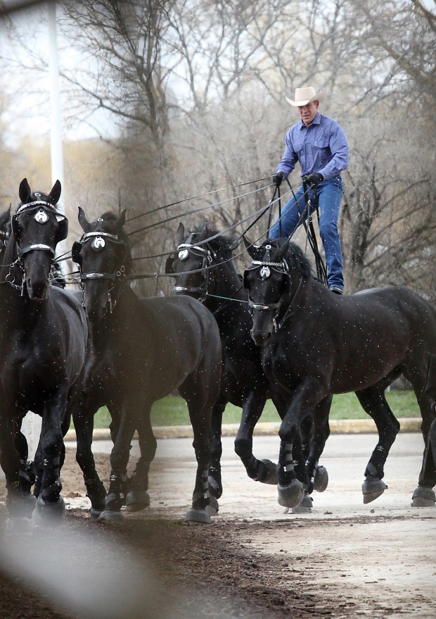 Percheron (host