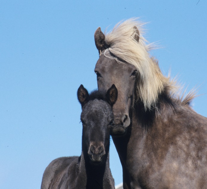 Icelandic Horse (dad