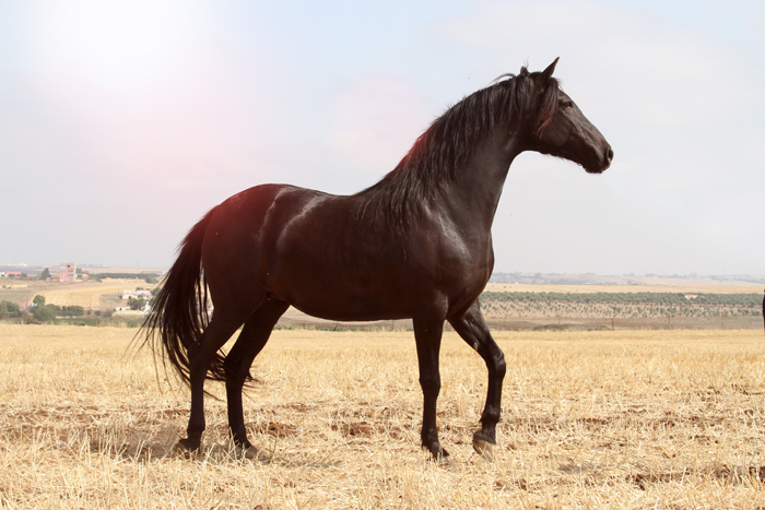 http://www.horsebreedspictures.com/wp-content/uploads/2015/08/Barb-Horse-Photos.jpg