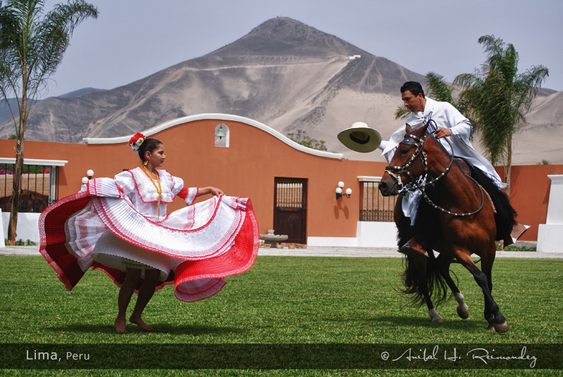 Peruvian Paso Fino (winningcolorspasos