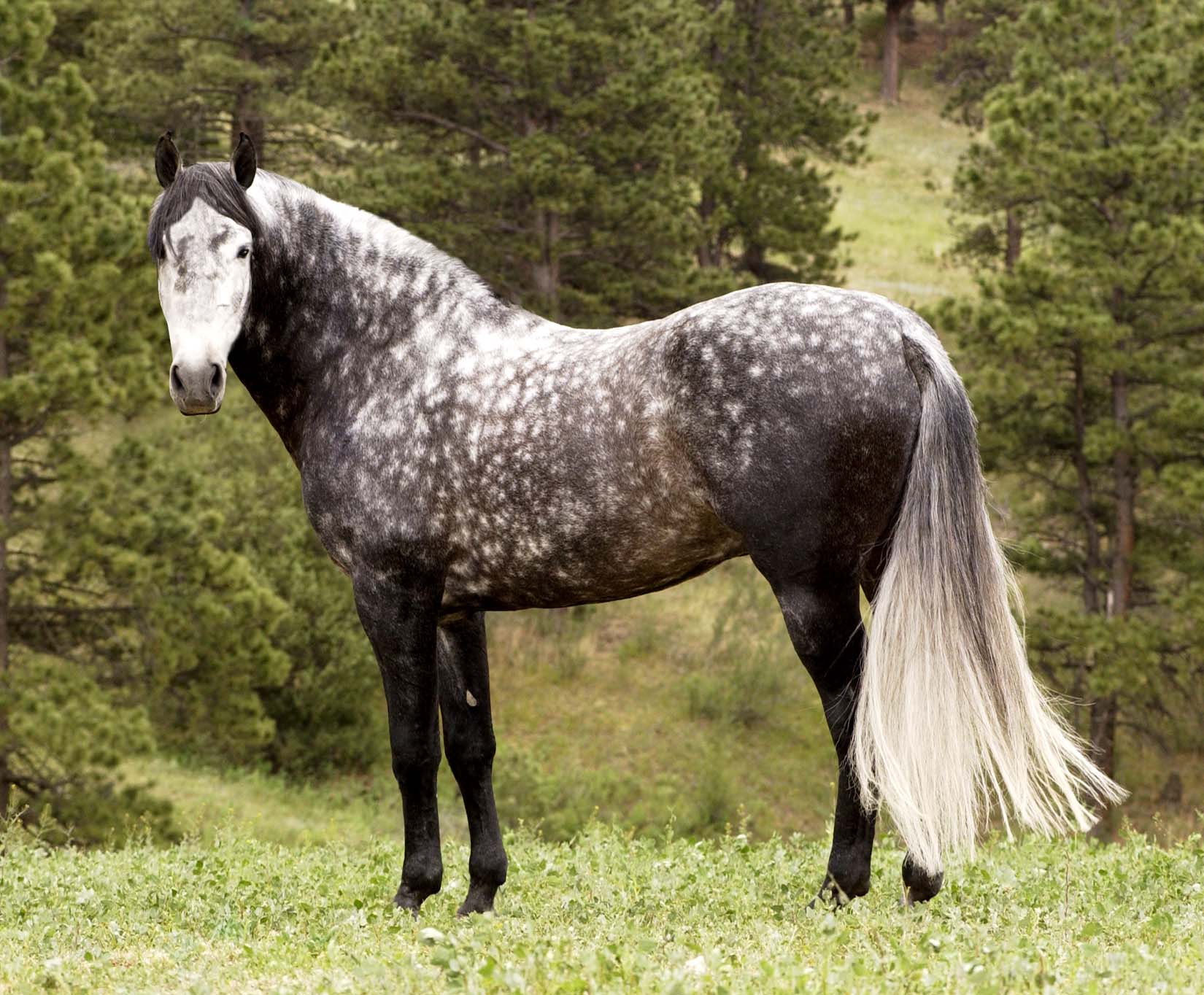 Andalusian , Pin gray Dappled (free-hdwallpapers