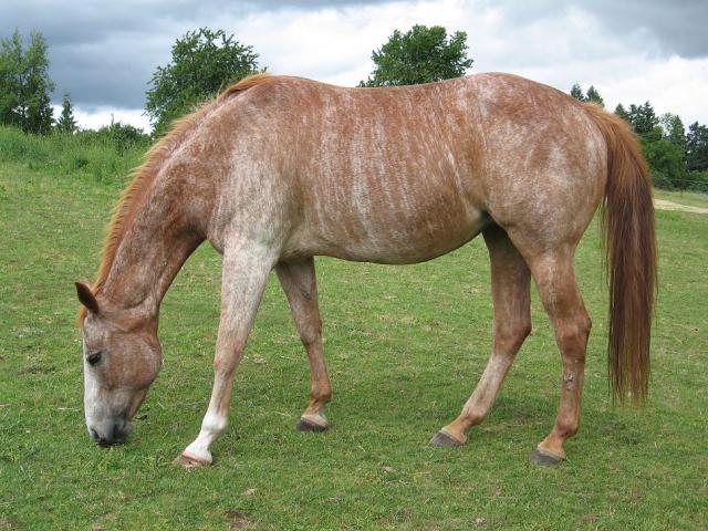 Brindle Horse - Spanish Mustang atı (chickensmoothie