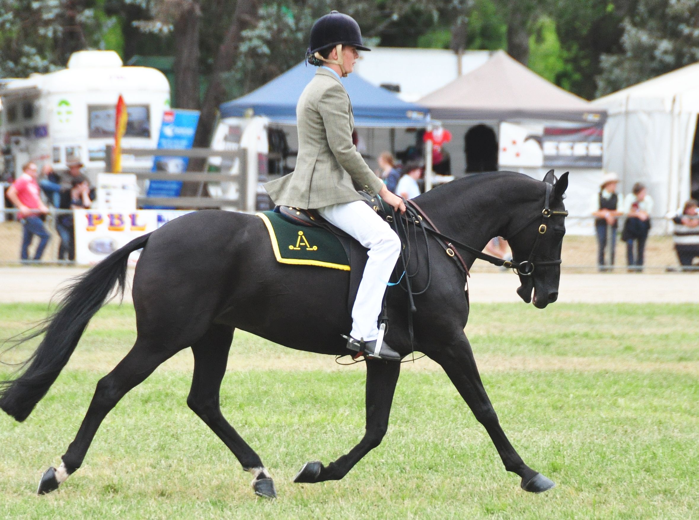 Australian Stock Horse (flickr