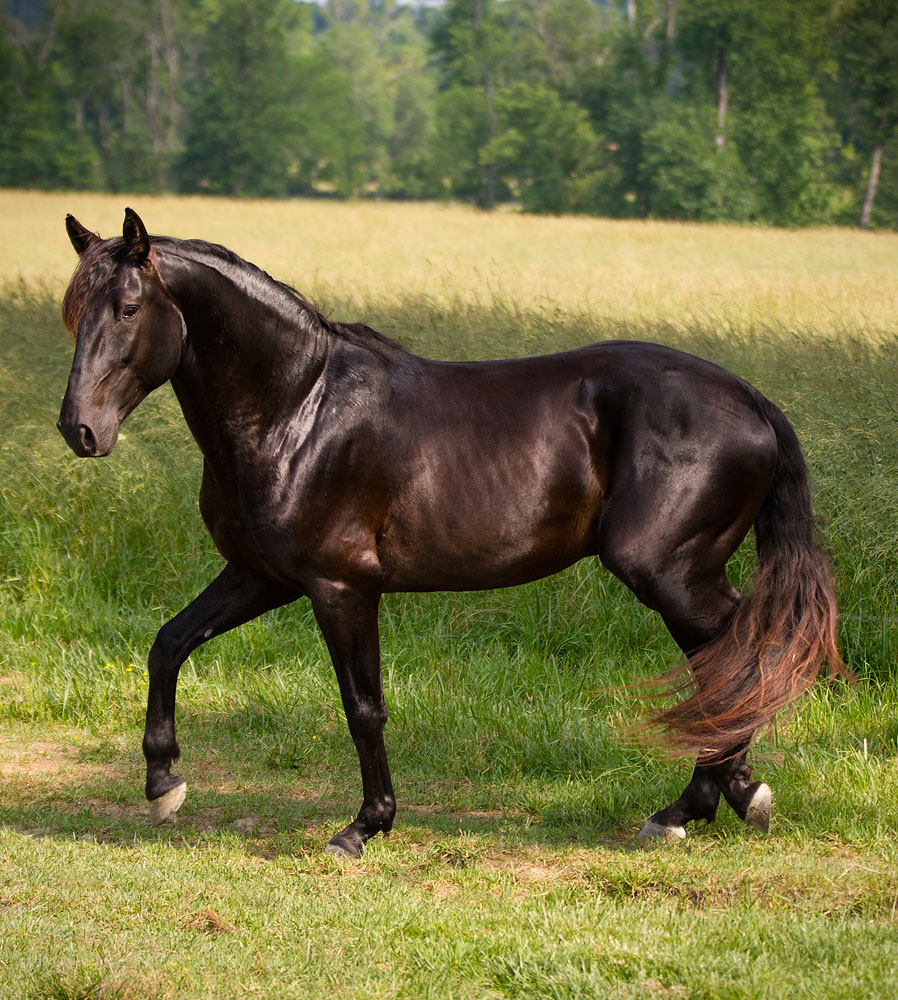 Lusitano -Dark Bay horse (donemor