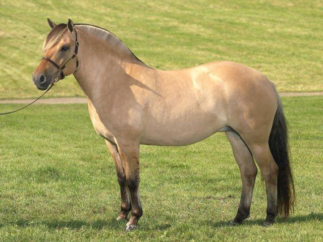 Fjord horse (horsebreedslist