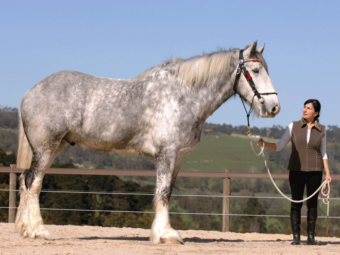 Shire Horse (noticias