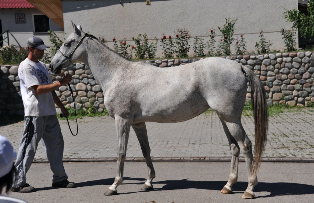 Ahalteke - Ezgermek (achal-teke